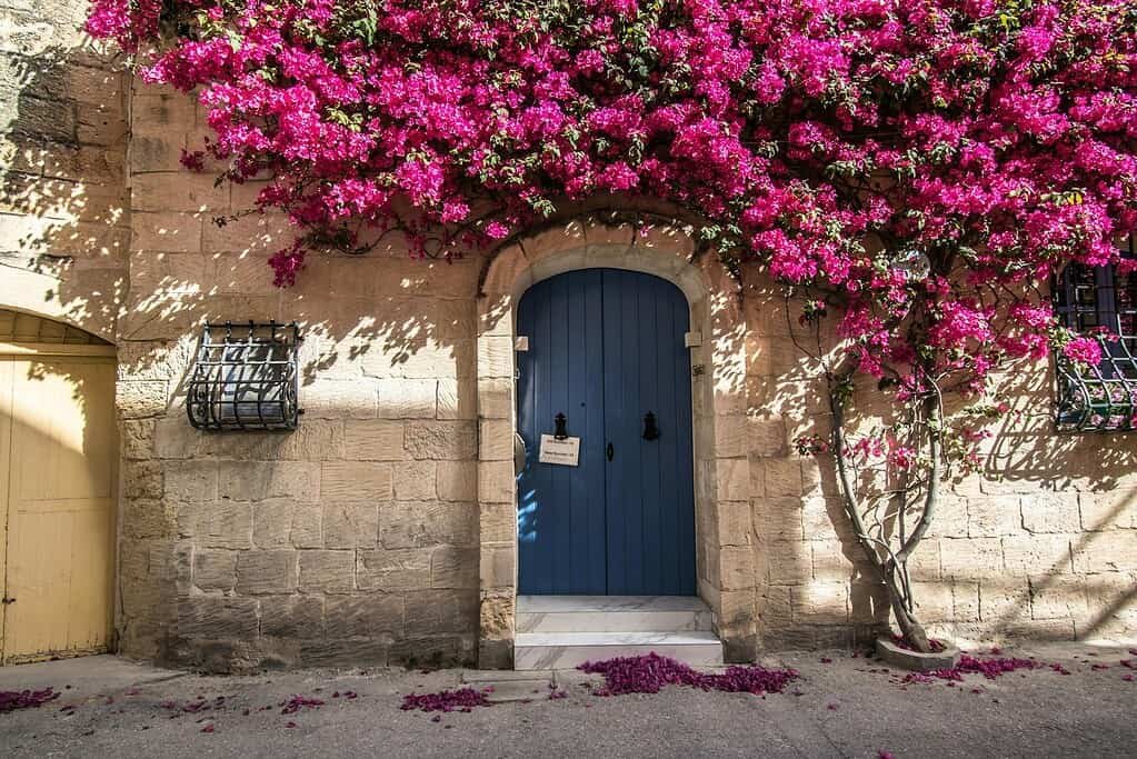 A vibrant bougainvillea drapes over a charming blue door in a historic Gozo street.