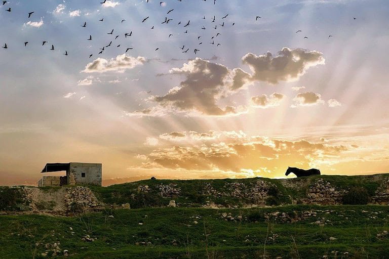 horse, sunrise, gozo, nature, dawn, sunlight, rural, landscape, gozo, gozo, gozo, gozo, gozo