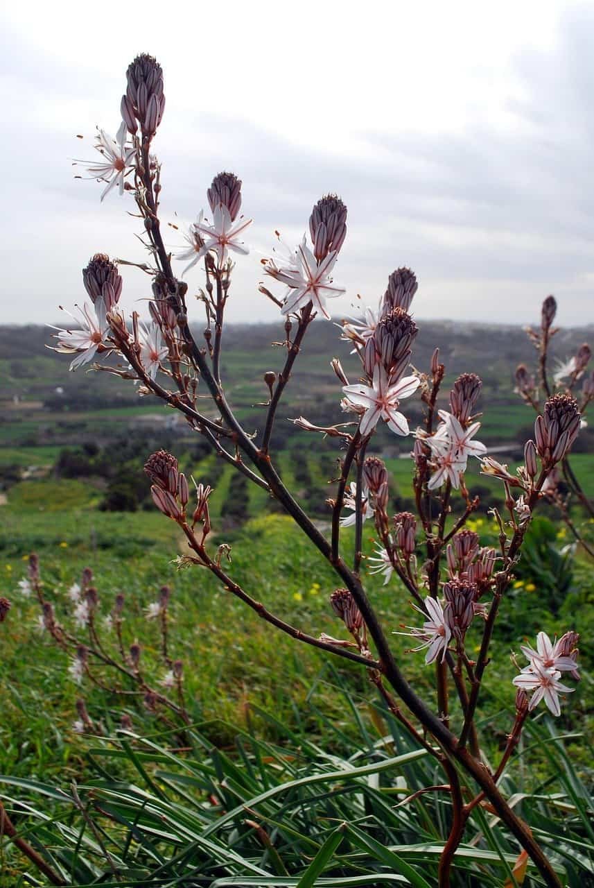 flower, white, flower wallpaper, flower background, beautiful flowers, gozo, malta, nature, wildflower, asphodel